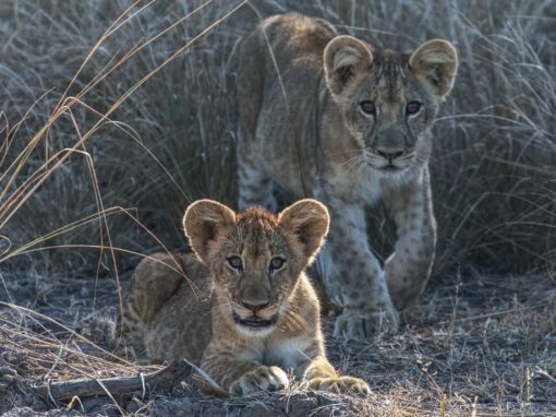 Zambia: Victoria Falls e Safari